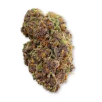 Tropicana Gelato THCA Flower