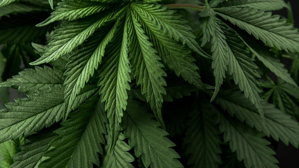Cannabis Plant
