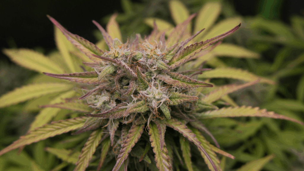 Weed Plant in a Garden