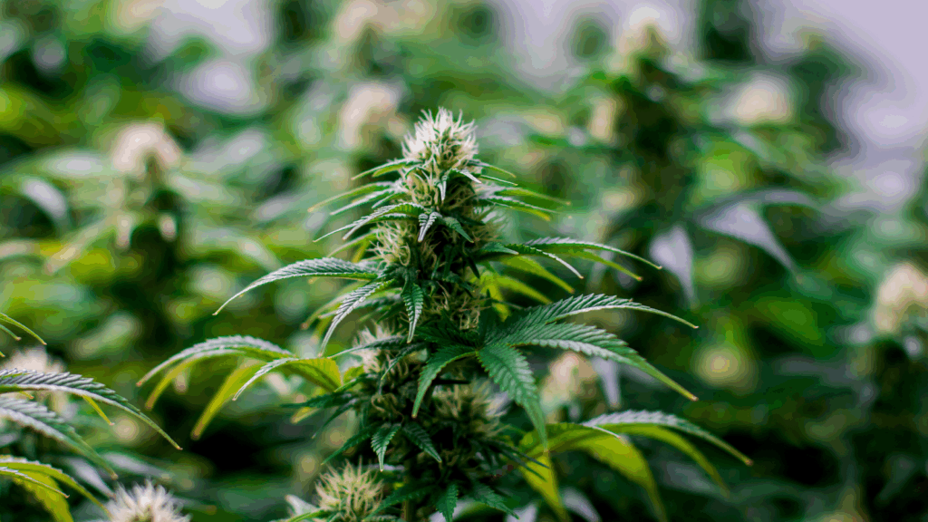 Cannabis plantation
