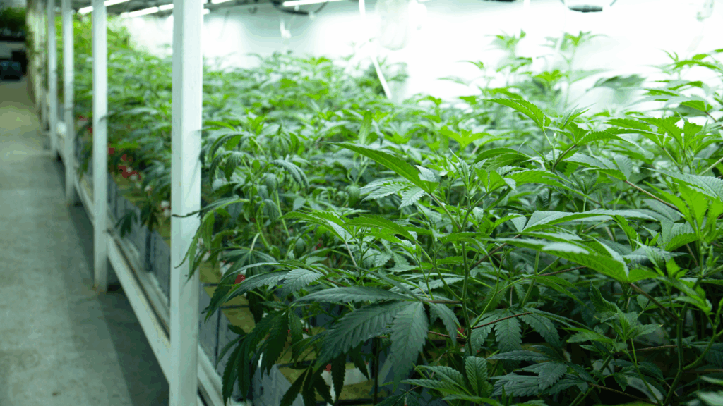 How To Open A Dispensary In Michigan