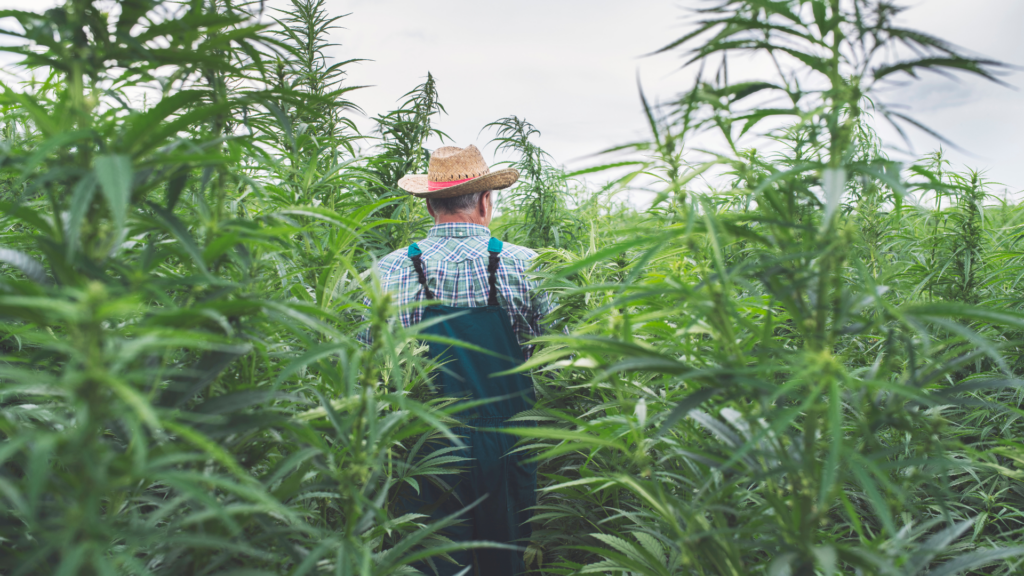 Start Your Journey With How To Start A Hemp Retail Business With Wholesale Suppliers Today